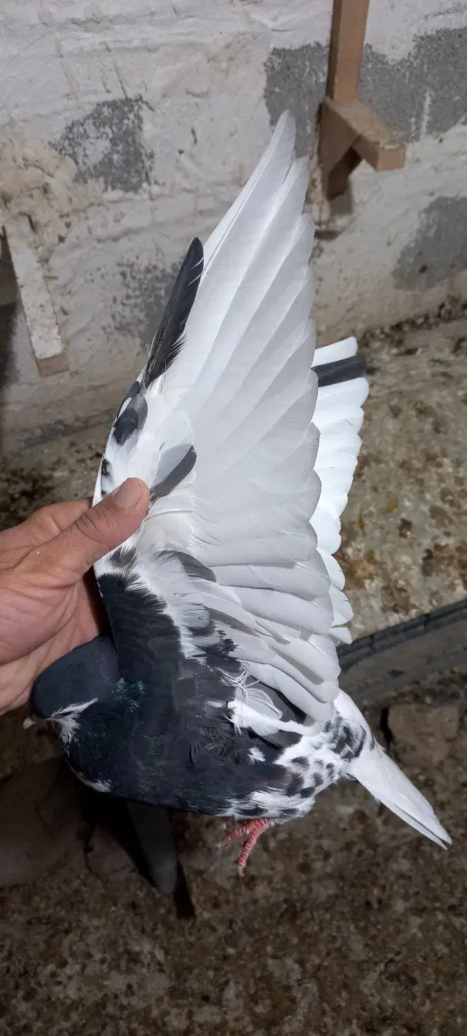 کبوتر یال گلدار|پرنده|نورآباد ممسنی, |دیوار