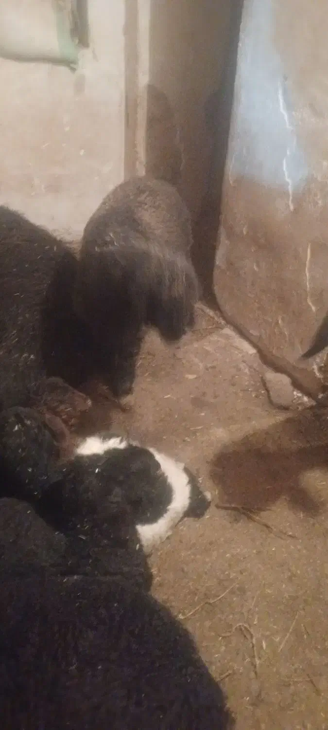 بره|حیوانات مزرعه|مرودشت, محمد آباد|دیوار