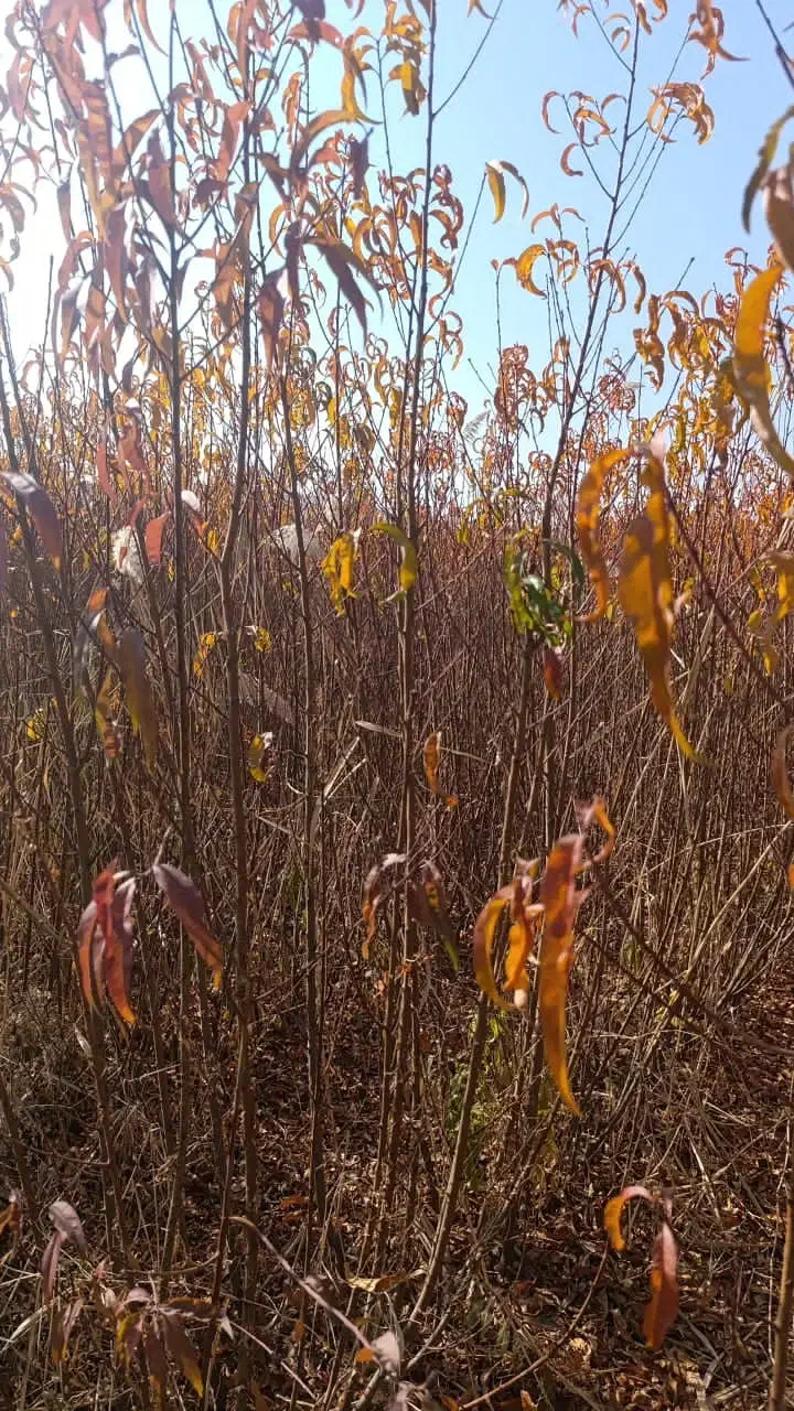 از تـولـیـد تــافروش|خدمات باغبانی و درختکاری|سبزوار, قصبه غربی|دیوار