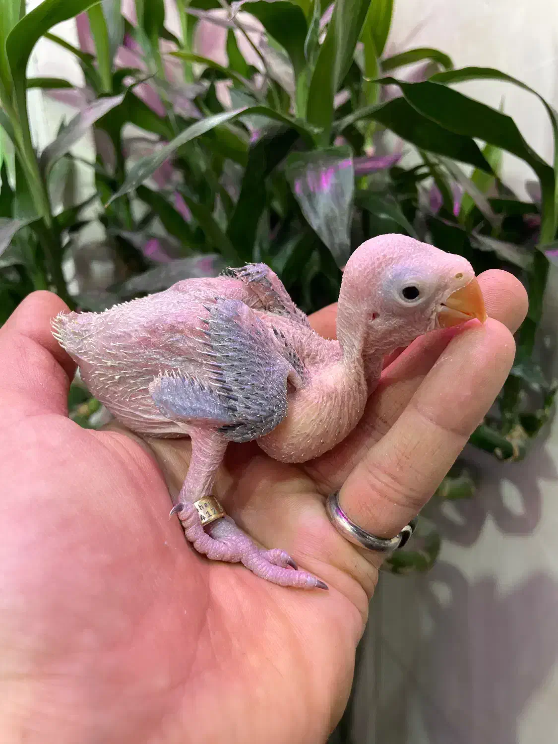 طوطی|پرنده|صائین قلعه, |دیوار