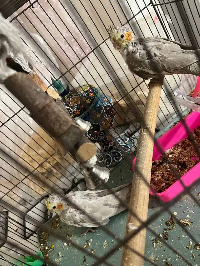 جوجه هلندی|پرنده|ری, شهرک نظامی|دیوار