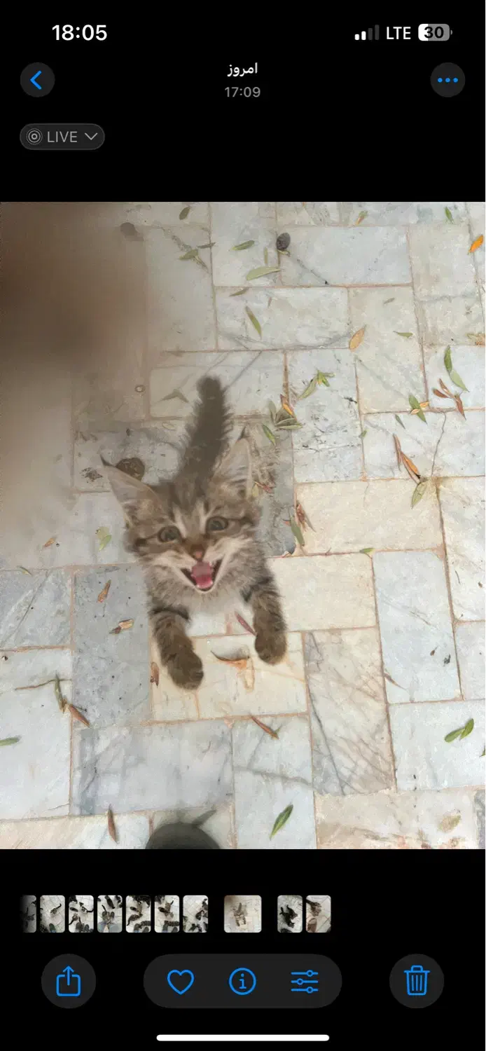 واگذاری سه عدد بچه گربه دو ماهه|گربه|یزد, |دیوار