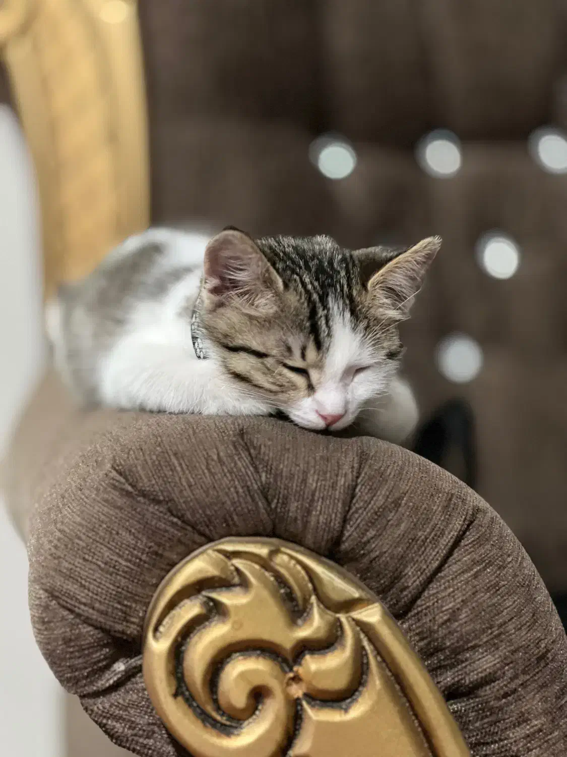 واگذاری گربه|گربه|ارومیه, |دیوار