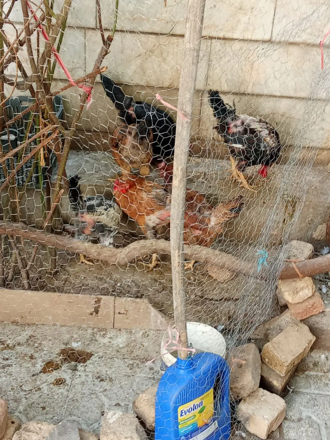 مرغ|حیوانات مزرعه|دورود, |دیوار