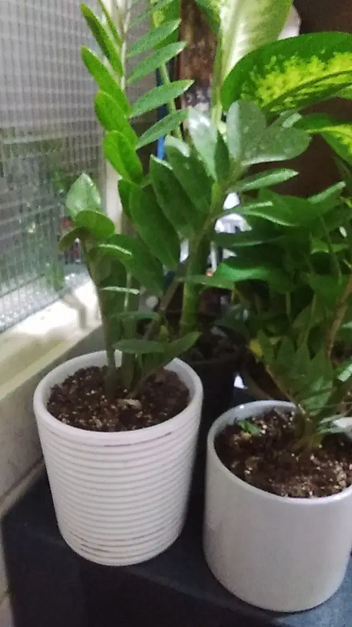 گل گل|گل و گیاه طبیعی|قم, علی آباد سعدگان|دیوار