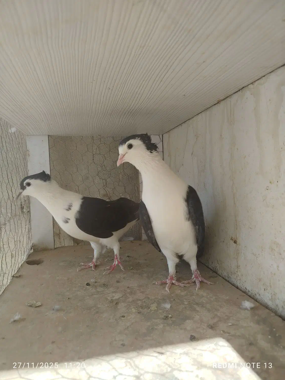 کبوترعطیقه|پرنده|ایرانشهر, |دیوار