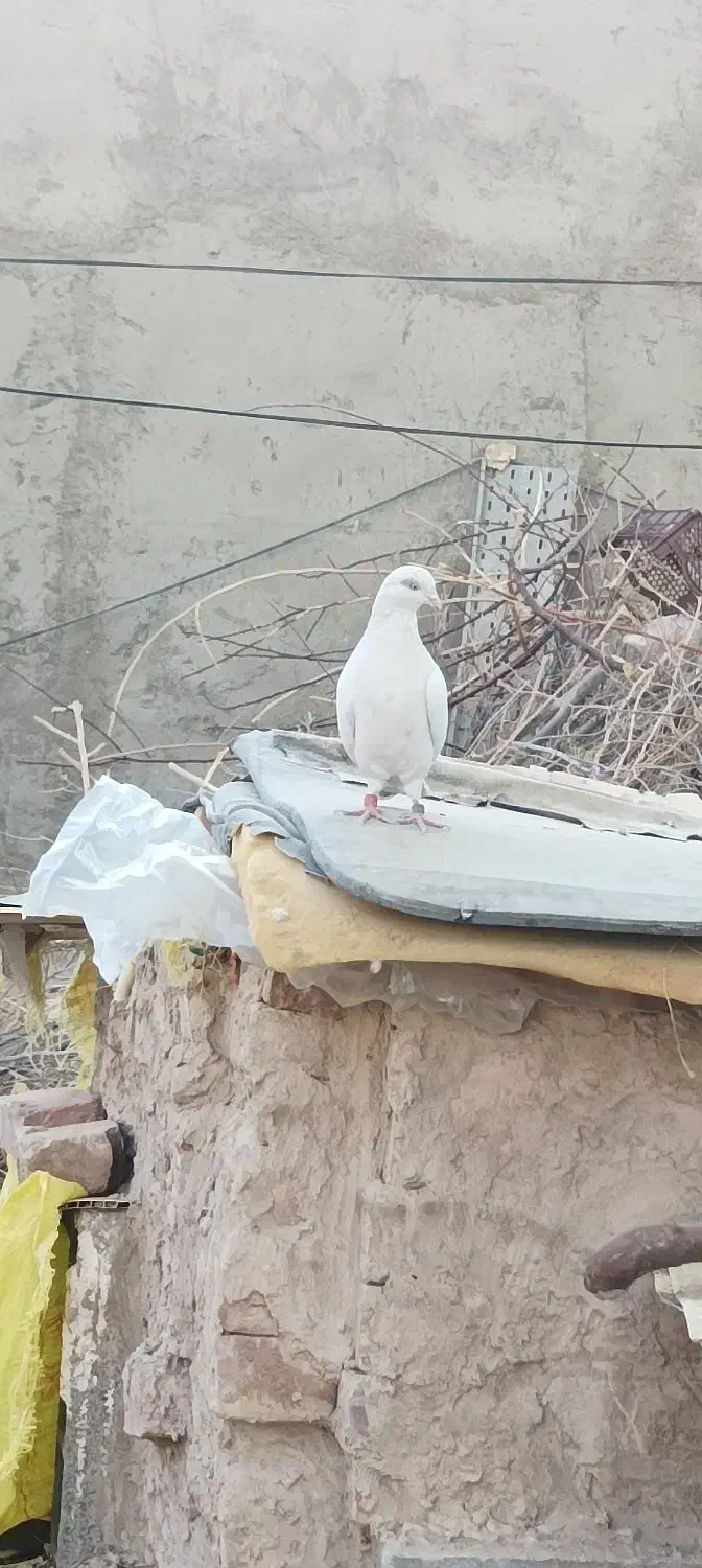 کفتر خال سرخ|پرنده|خاش, |دیوار