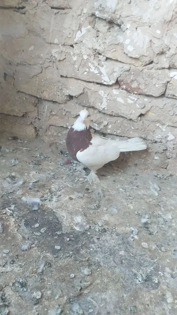 طوقی مهر|پرنده|قم, هفت تیر|دیوار