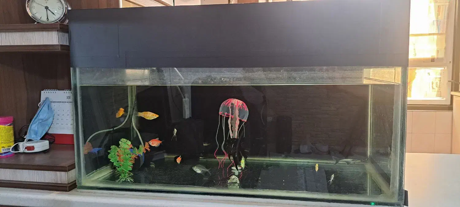 اکواریوم|ماهی|ری, دولت‌آباد|دیوار