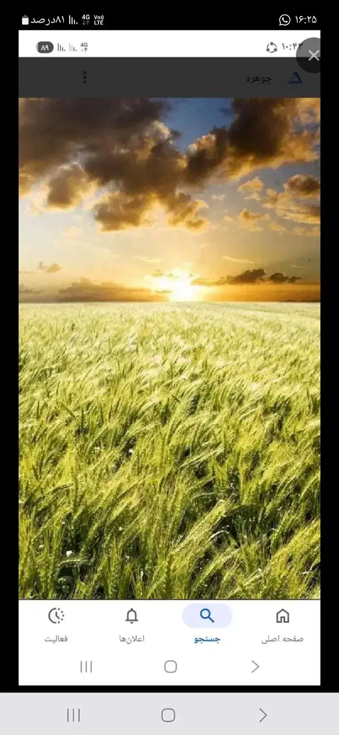 گندم قوتی|خوردنی و آشامیدنی|زنده رود, |دیوار