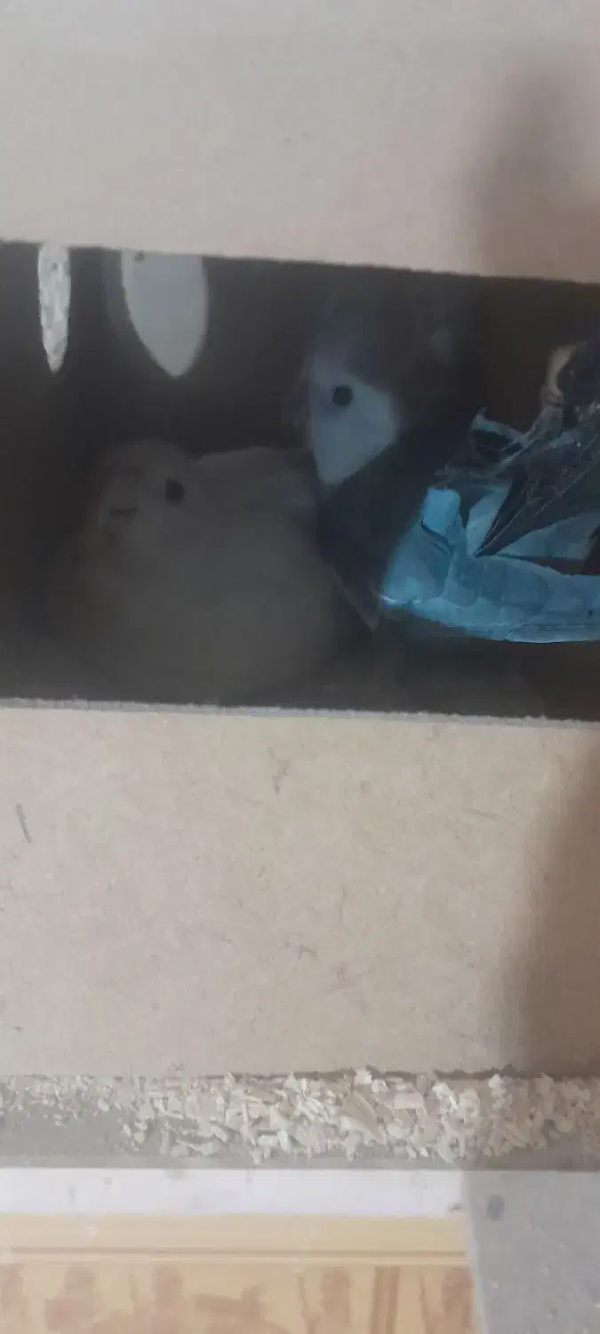 عروس هلندی جفتکار  روی تخم|پرنده|تربت جام, فاز ۳ فرهنگیان|دیوار