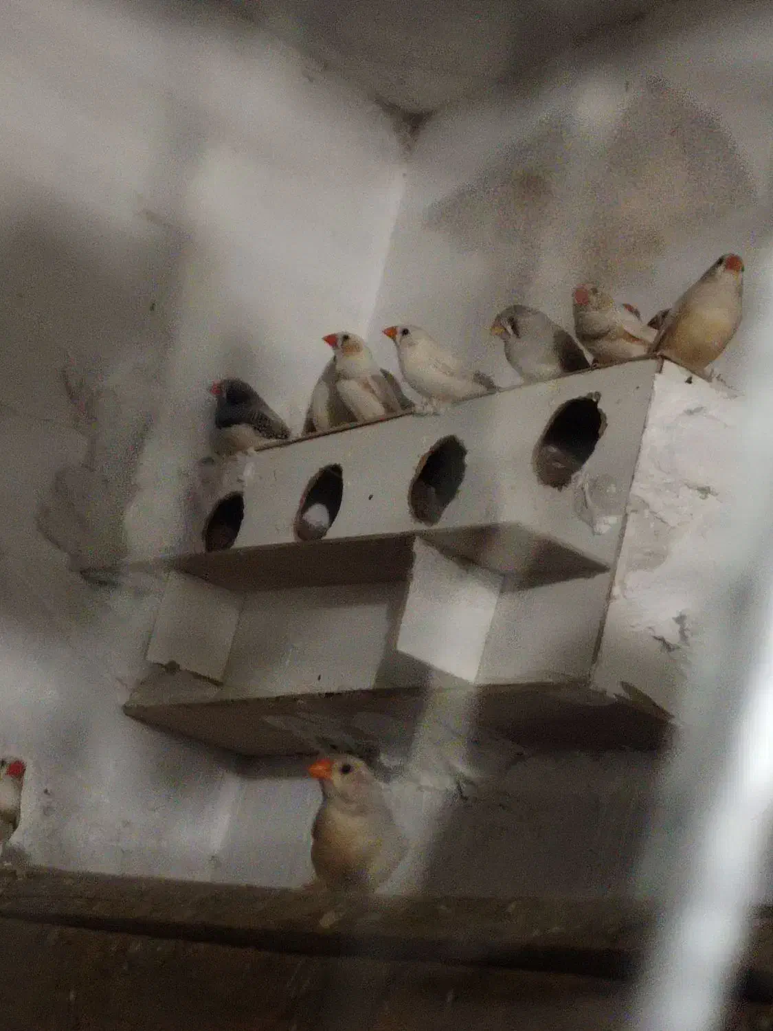 تعدادی فنج|پرنده|راور, |دیوار