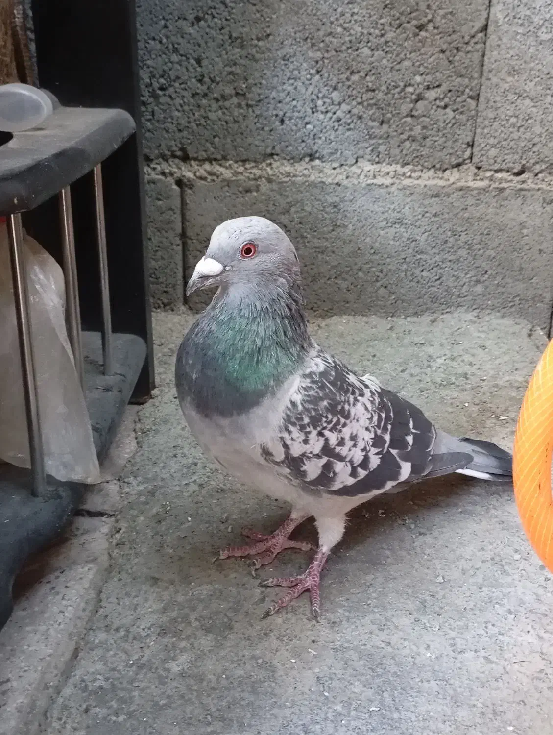 کبوتر نامه بر|پرنده|سنندج, |دیوار