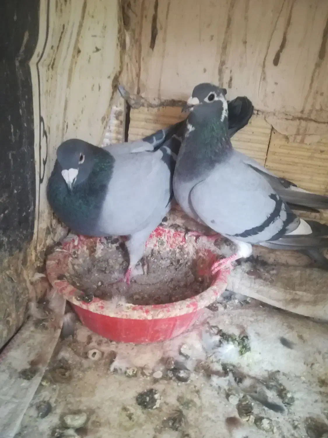 کبوتر|پرنده|مراغه, |دیوار