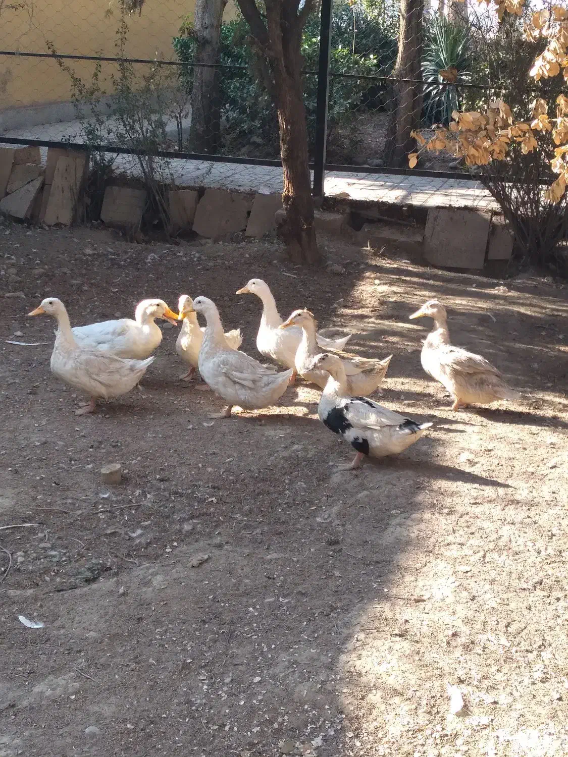 اُردک های رسمی خانگی.|حیوانات مزرعه|مشکین‌دشت, |دیوار
