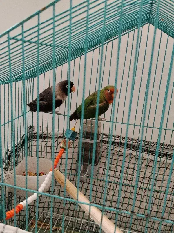 دو عدد طوطی برزیلی|پرنده|قرچک, شهرک گلها|دیوار