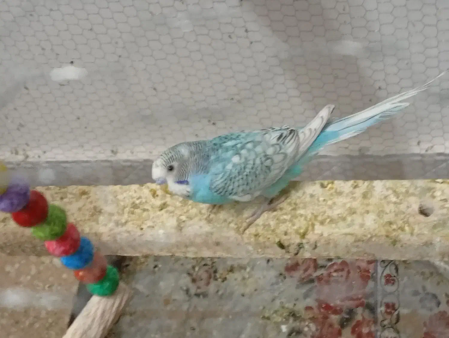 کفش|کفش و لباس بچه|تربت جام, شهید نصرالهی|دیوار