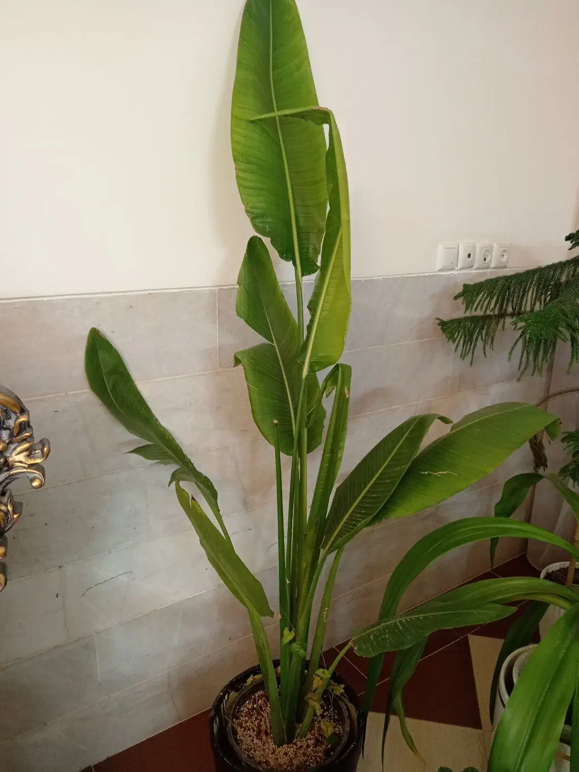 گل وگیاه|گل و گیاه طبیعی|یزد, |دیوار