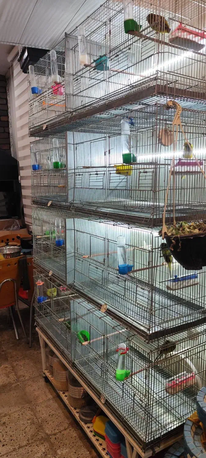 قناری رسمی و قفس|پرنده|پردیس, فاز ۱|دیوار