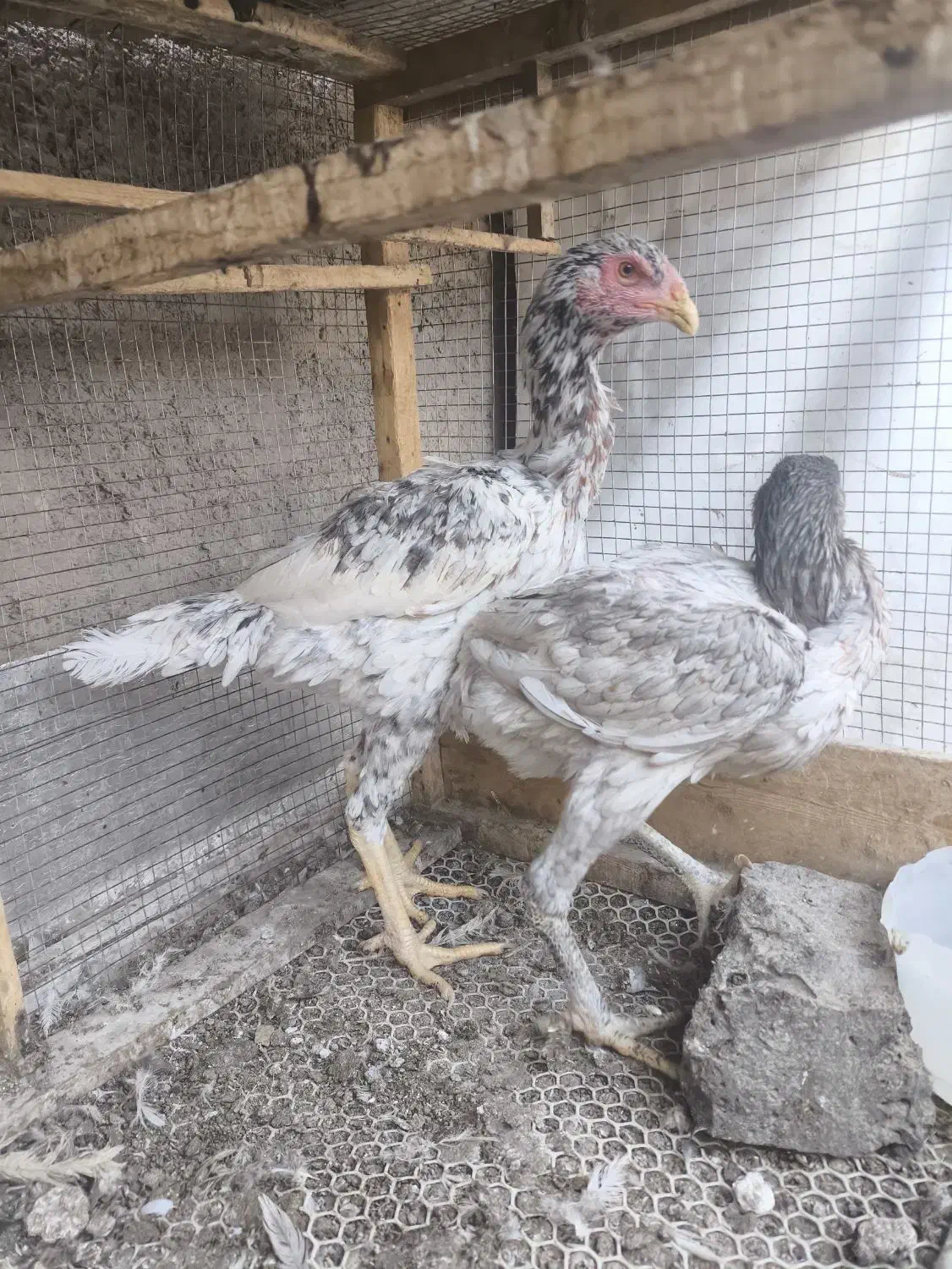 مرغ خروس لاری طوسی جفت طاوس|حیوانات مزرعه|بیرجند, |دیوار