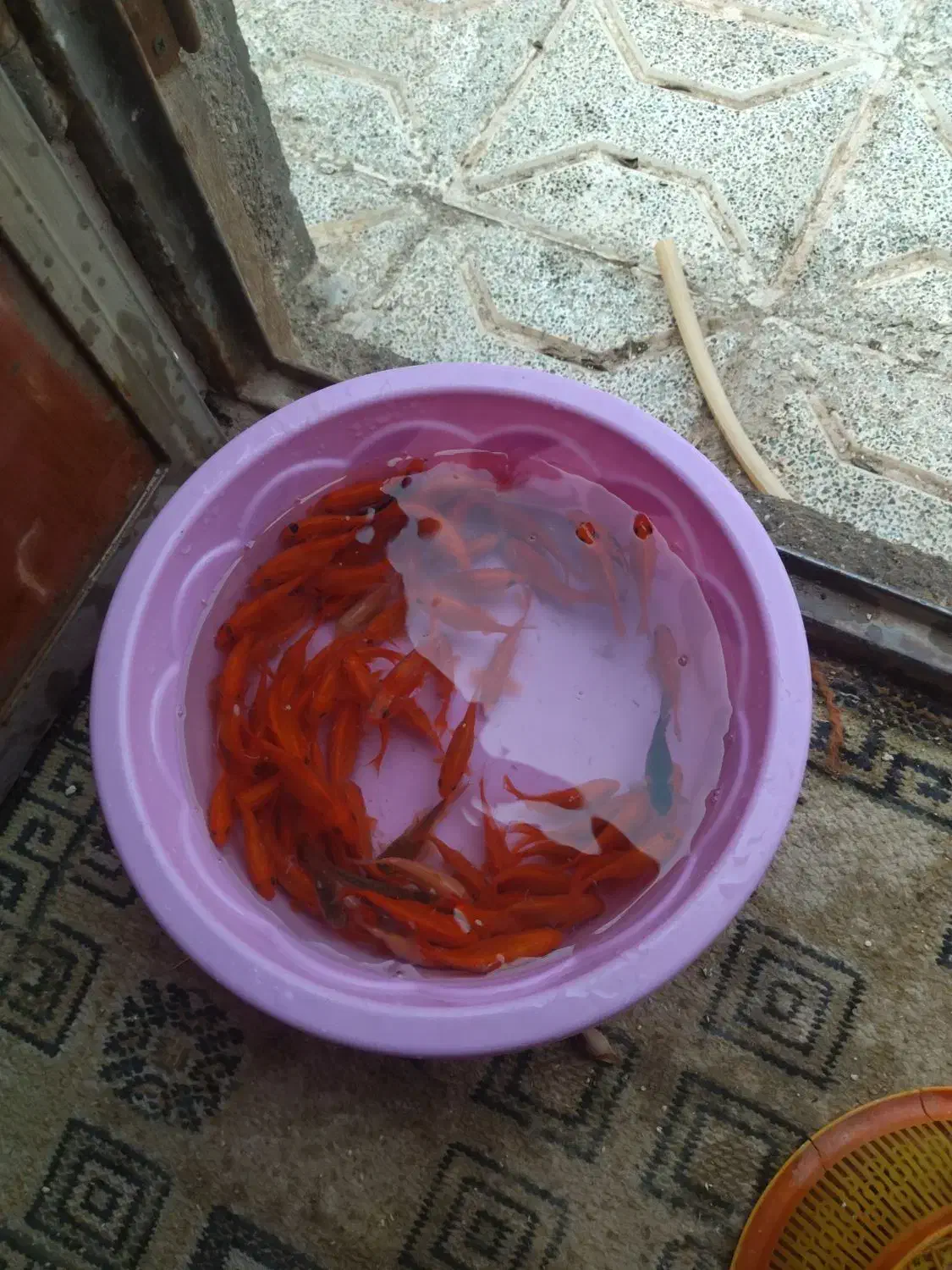 ماهی قرمز|ماهی|قائن, |دیوار