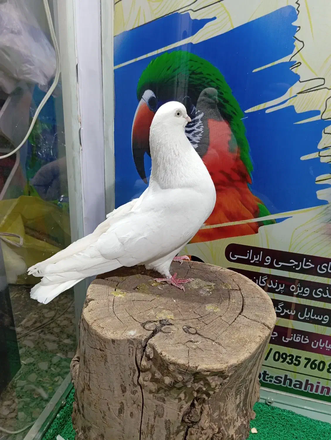 دوعدد کبوتر قطعه بزرگ نوک جمع|پرنده|شاهین دژ, |دیوار