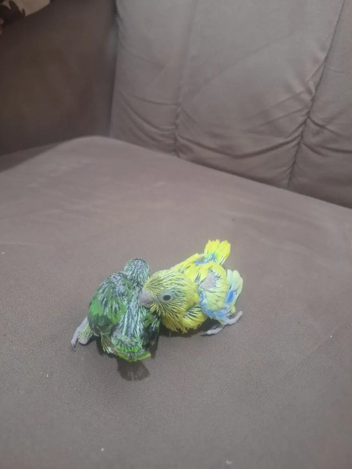 طوطی پروتلت بند انگشتی|پرنده|قم, چهل درخت|دیوار