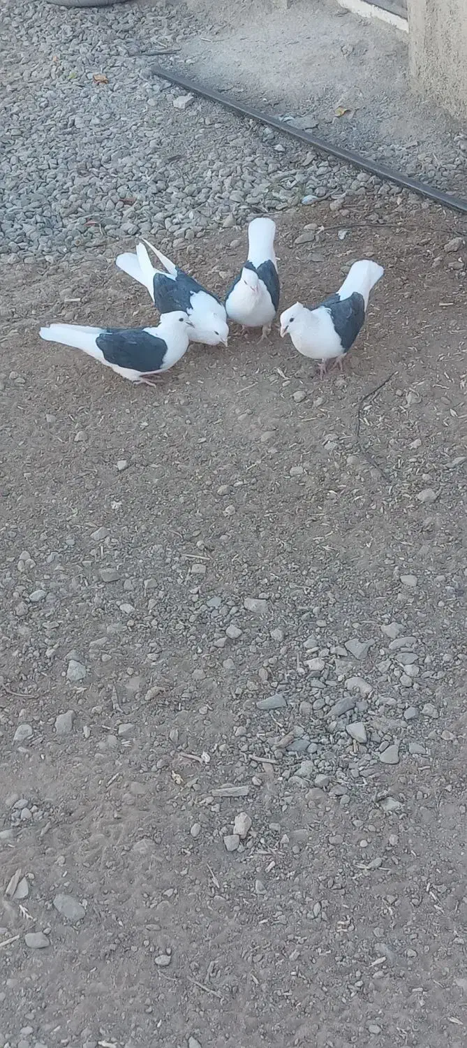 پشتدار|پرنده|بشاریات, |دیوار