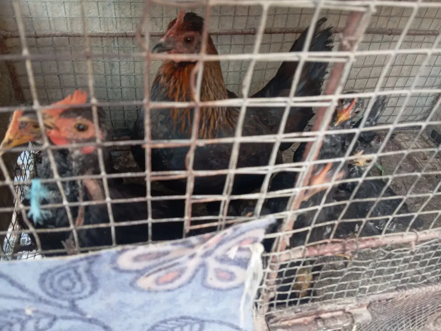 مرغ و خروس وچندتا جوجه|حیوانات مزرعه|شادگان, |دیوار