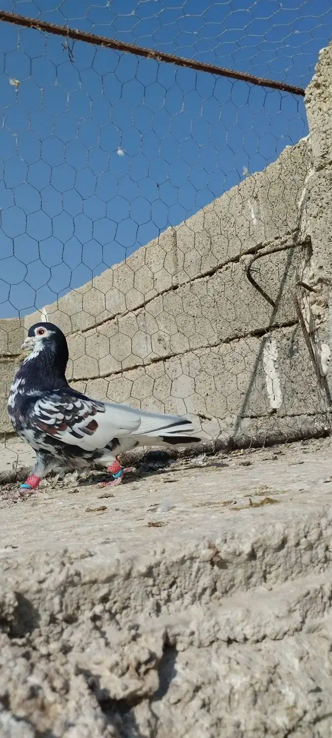 یال سیاه طوقی و سرخ|پرنده|کازرون, |دیوار