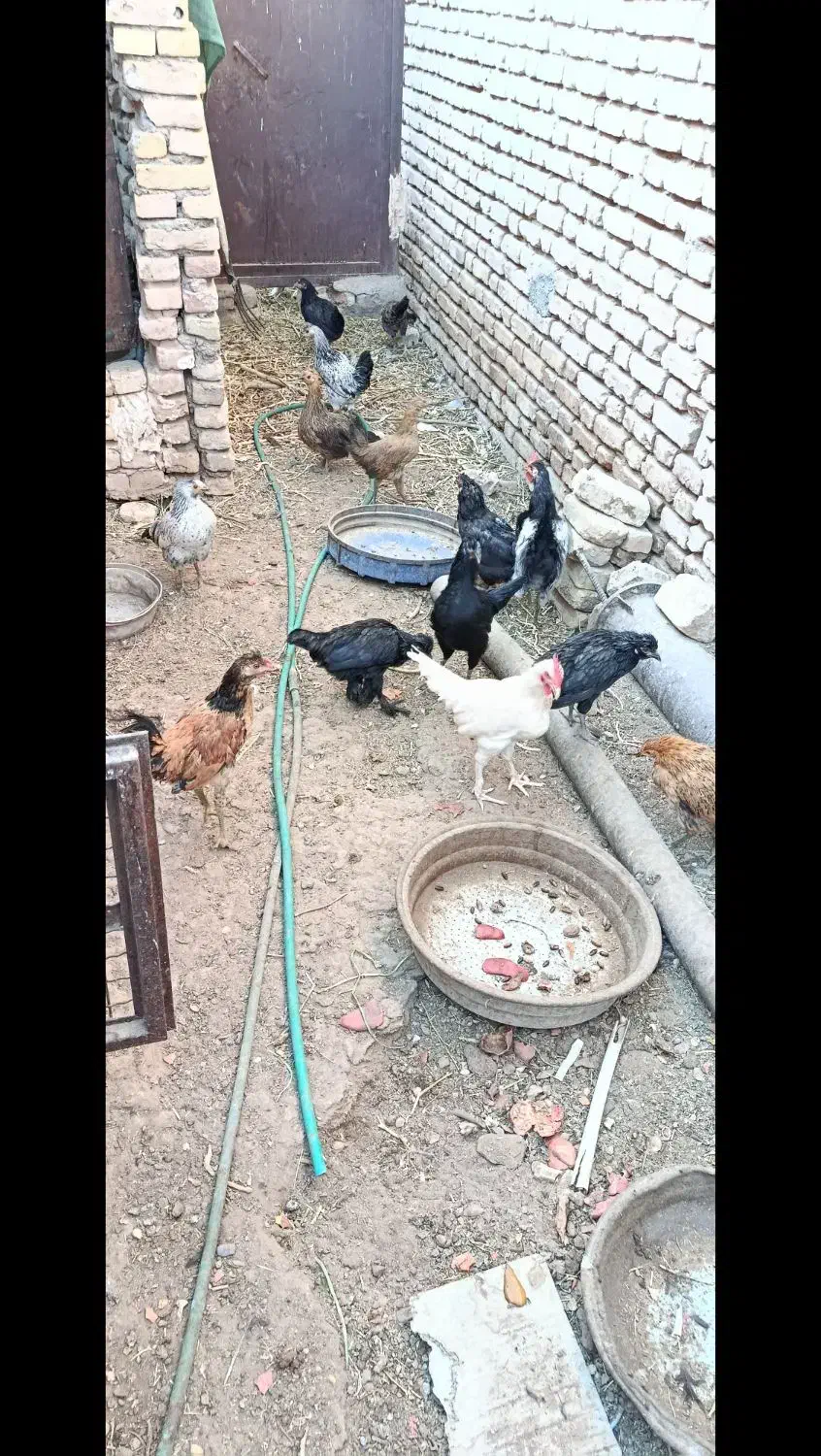 کاسرک و خروس نوق|حیوانات مزرعه|رفسنجان, |دیوار