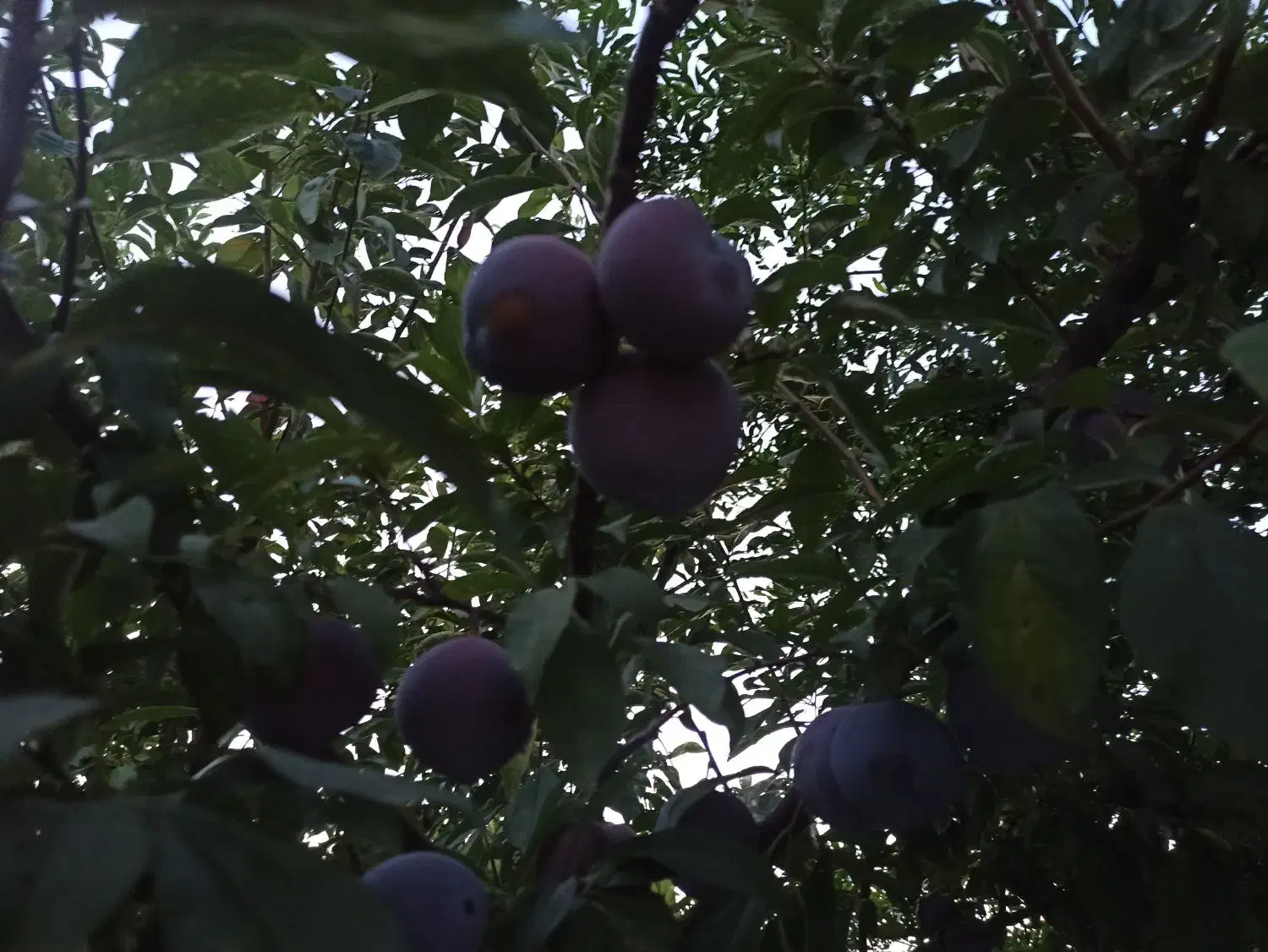 خانه ویلایی|فروش خانه و ویلا|تولم شهر, |دیوار