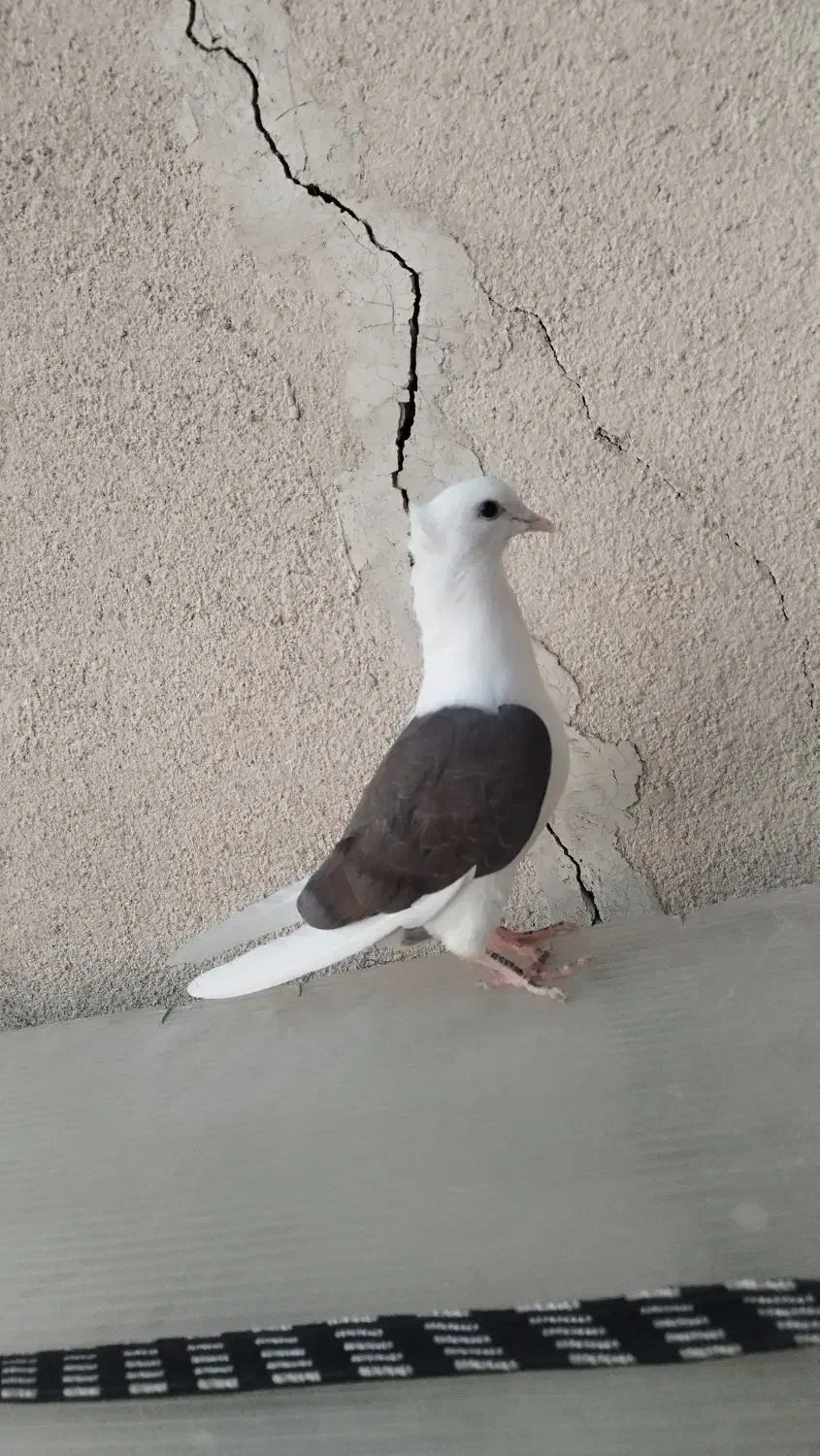 خوشونه|پرنده|خرم‌آباد, |دیوار