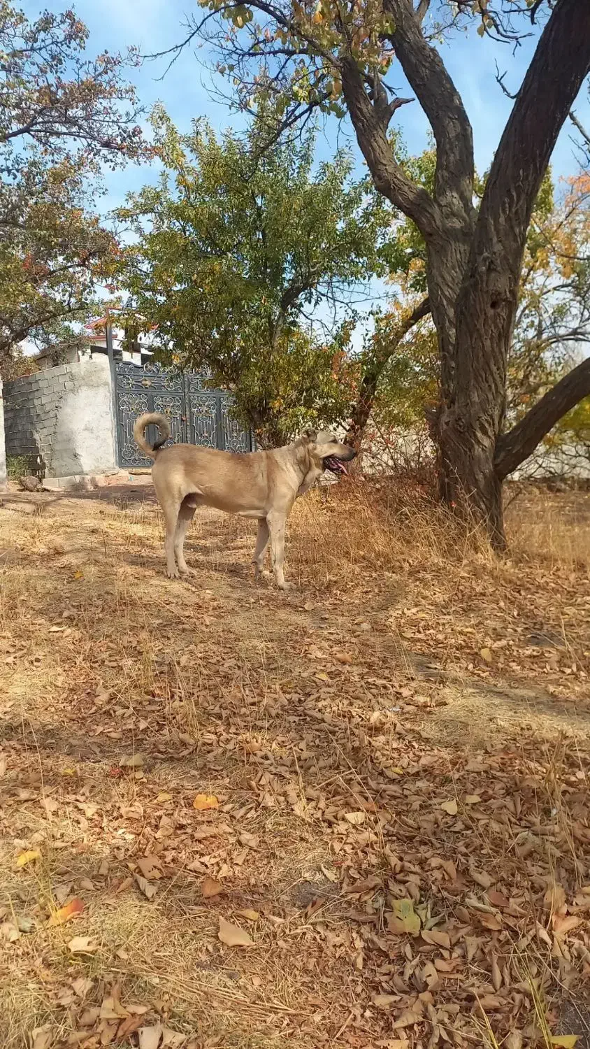 سگ سرابی|سگ|مهربان, |دیوار