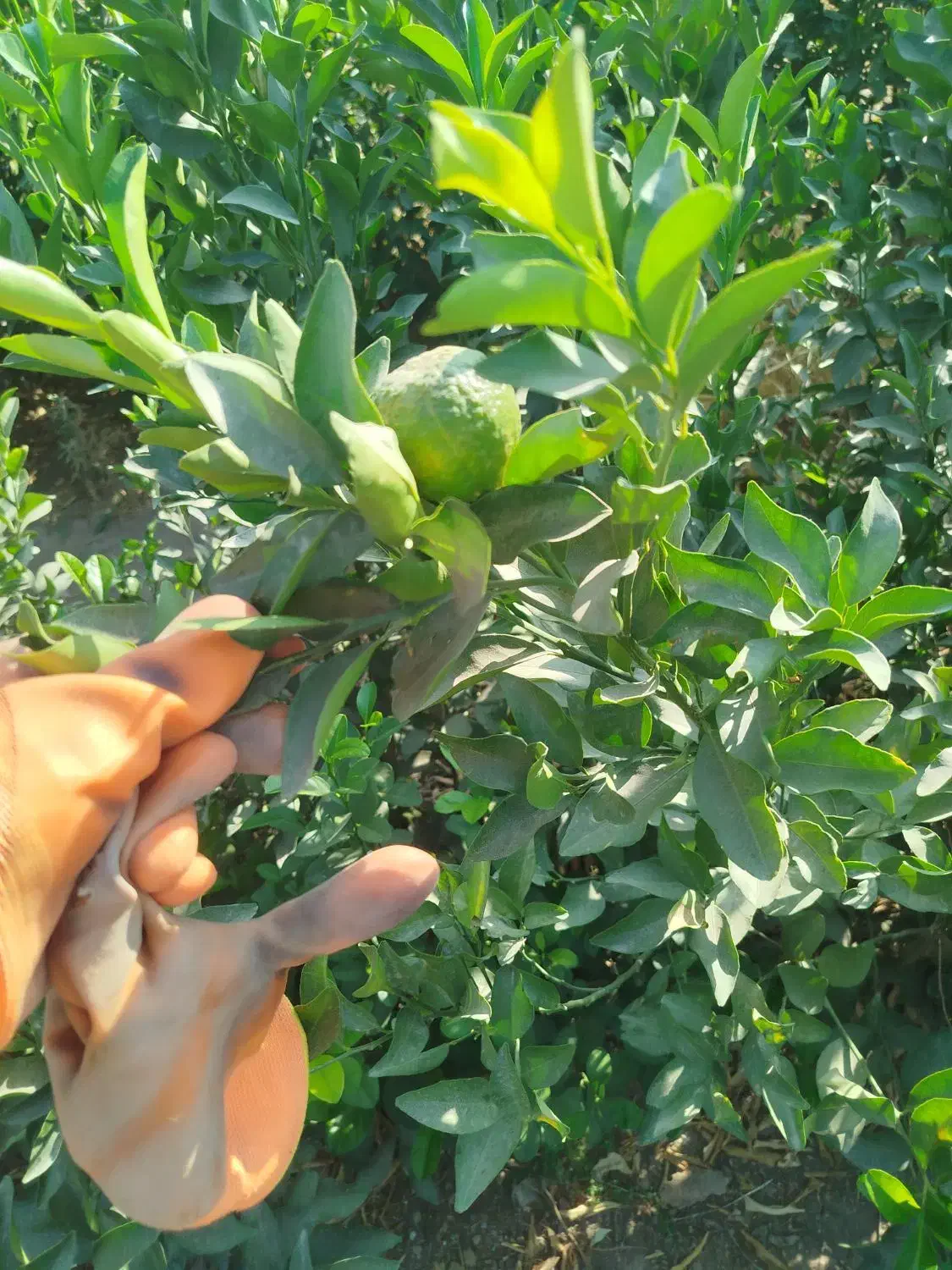 نهال مرکبات جنوب|عمدهفروشی|میبد, |دیوار