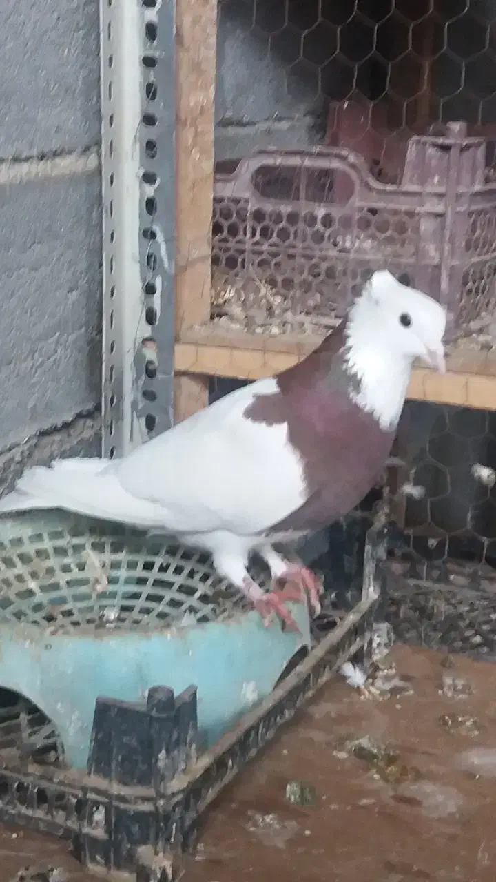 فروش کبوتر|پرنده|شیراز, درکی|دیوار