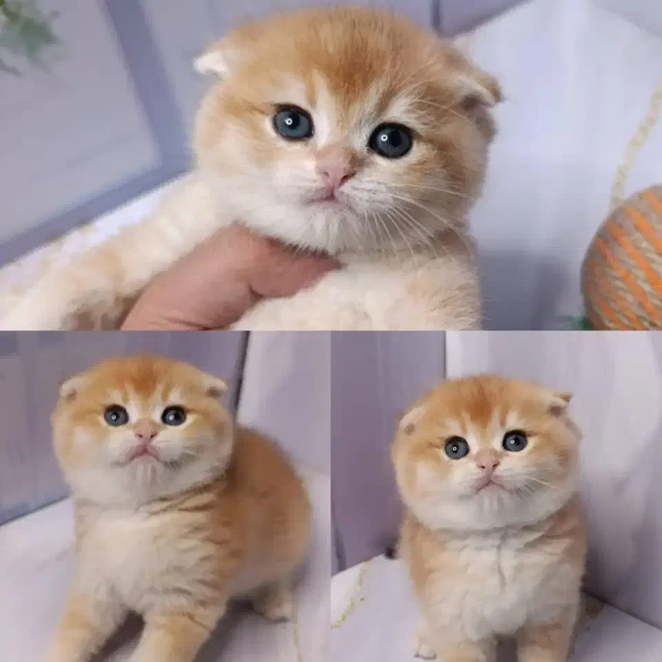 بچه گربه های اشرافی در شیراز|گربه|بوشهر, |دیوار