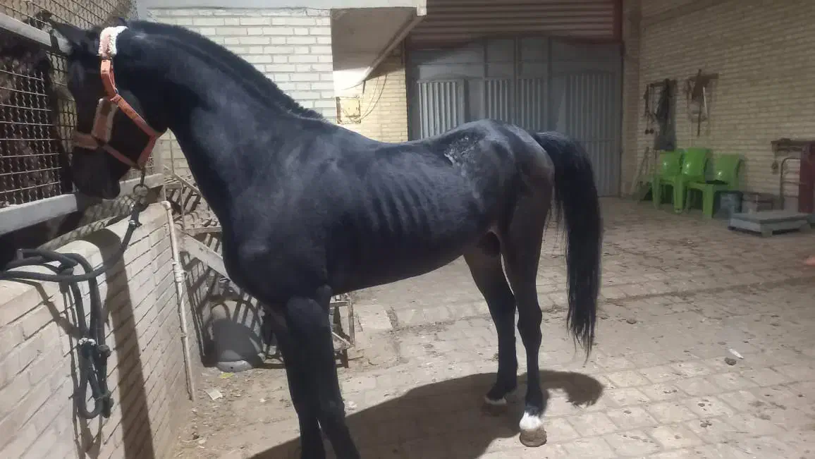 مادیان ونریان عرب خالص ایرانی|اسب و تجهیزات اسب‌سواری|یزد, |دیوار