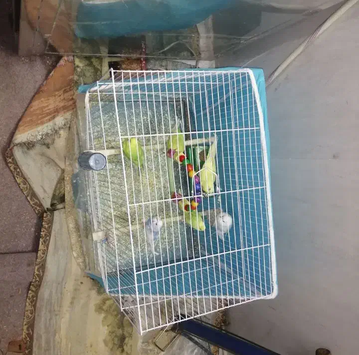 مرغ عشق و عروس هلندی|پرنده|مشهد, اروند|دیوار