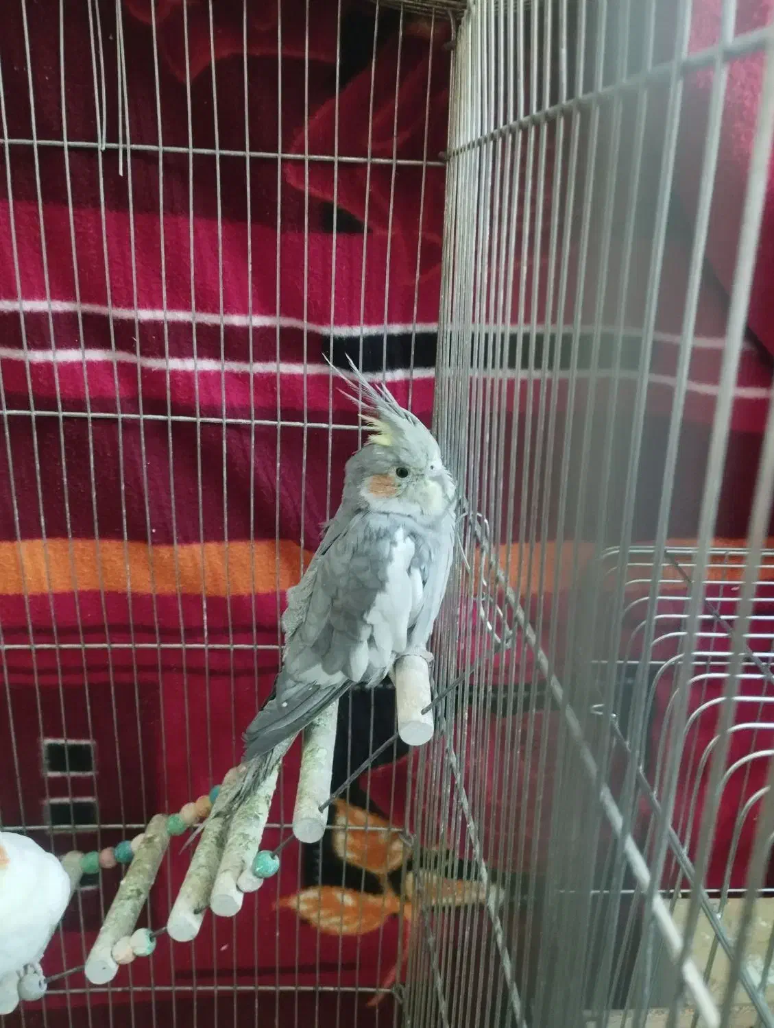 عروس هلندی|پرنده|شیراز, جانبازان|دیوار