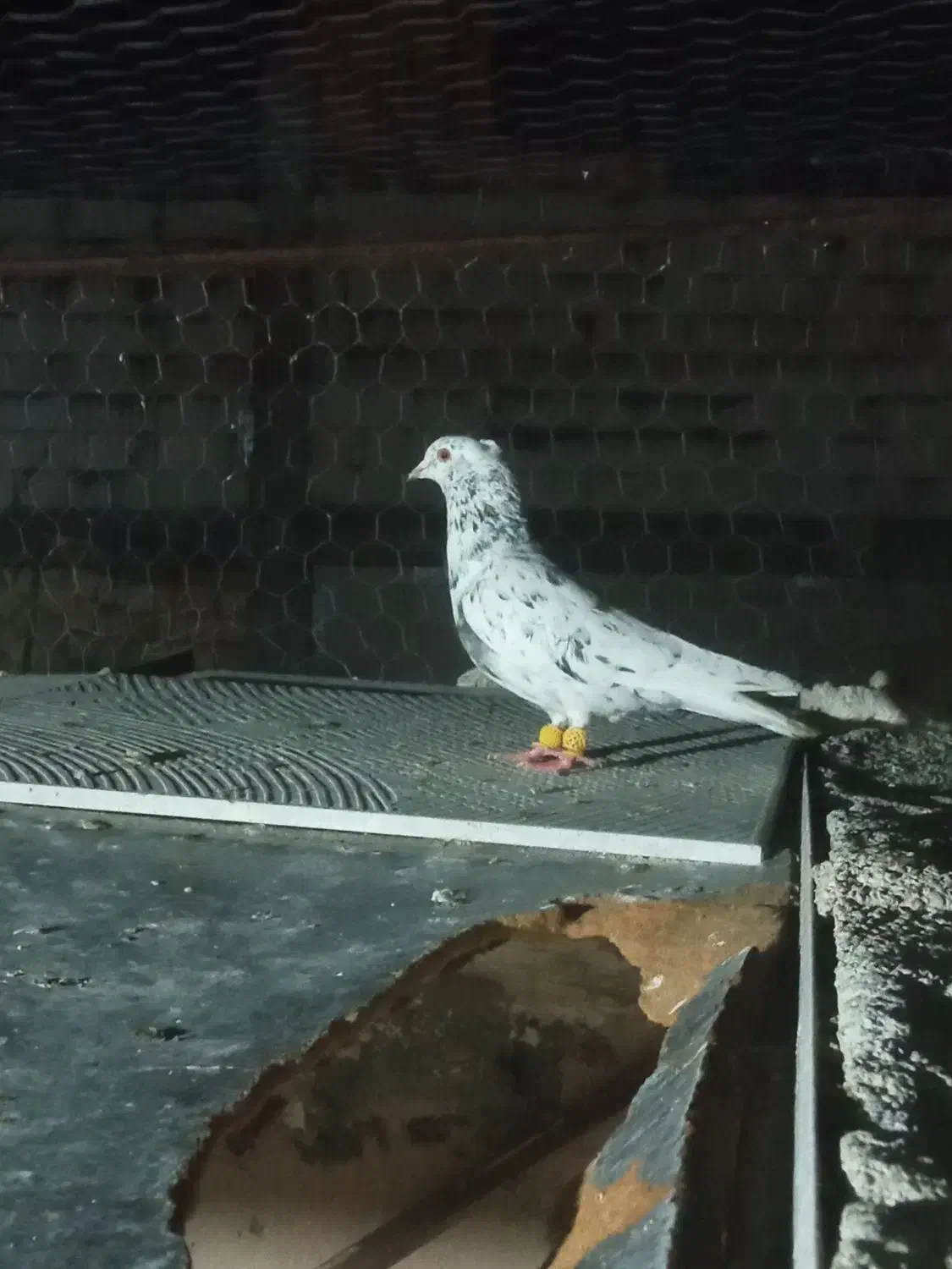 سرور دم سفید|پرنده|مبارکه, |دیوار