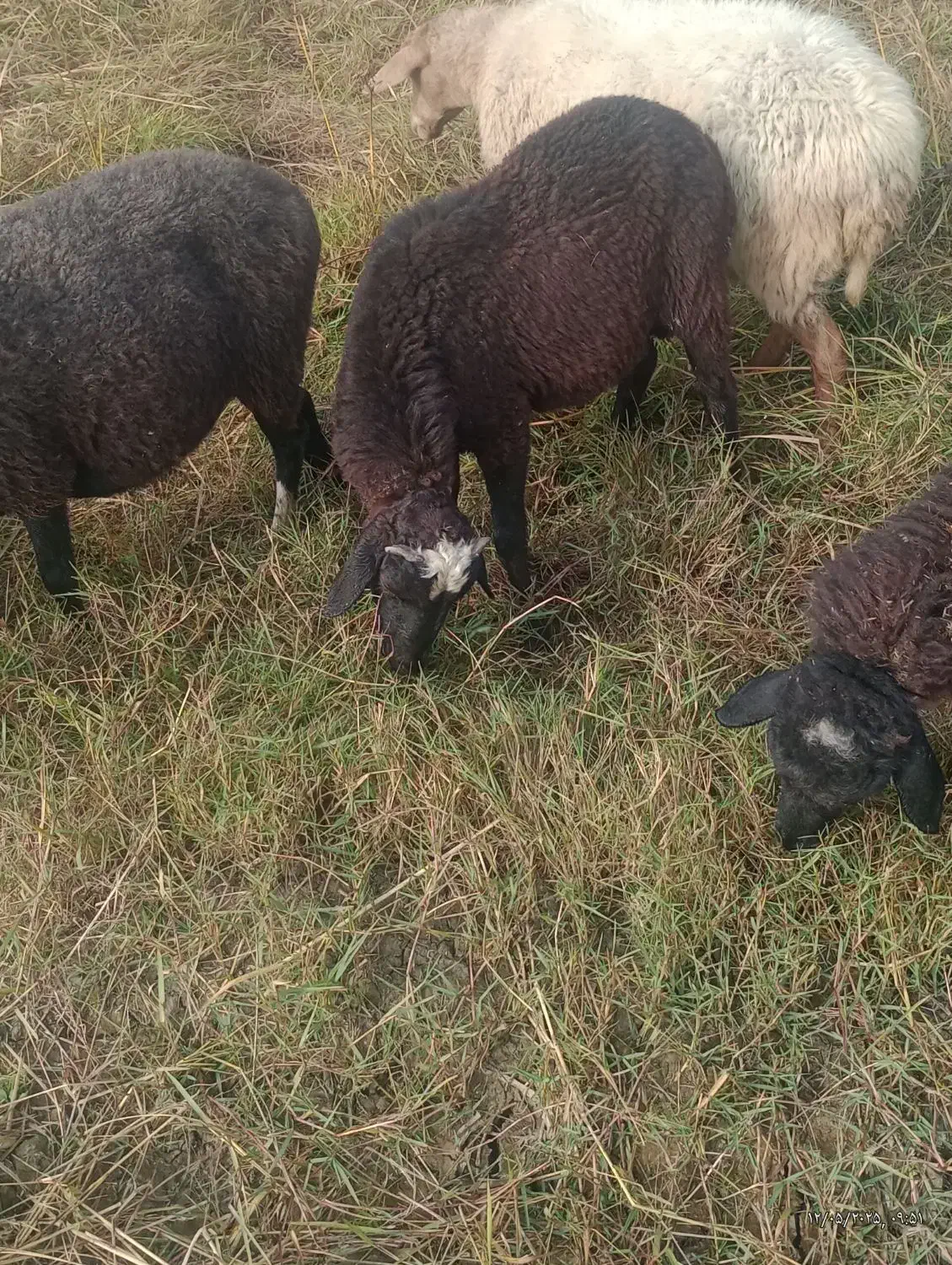 نر بره|حیوانات مزرعه|قائم‌شهر, |دیوار