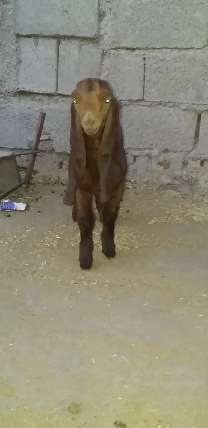 بیگ و بز نر افغانی|حیوانات مزرعه|دزفول, |دیوار