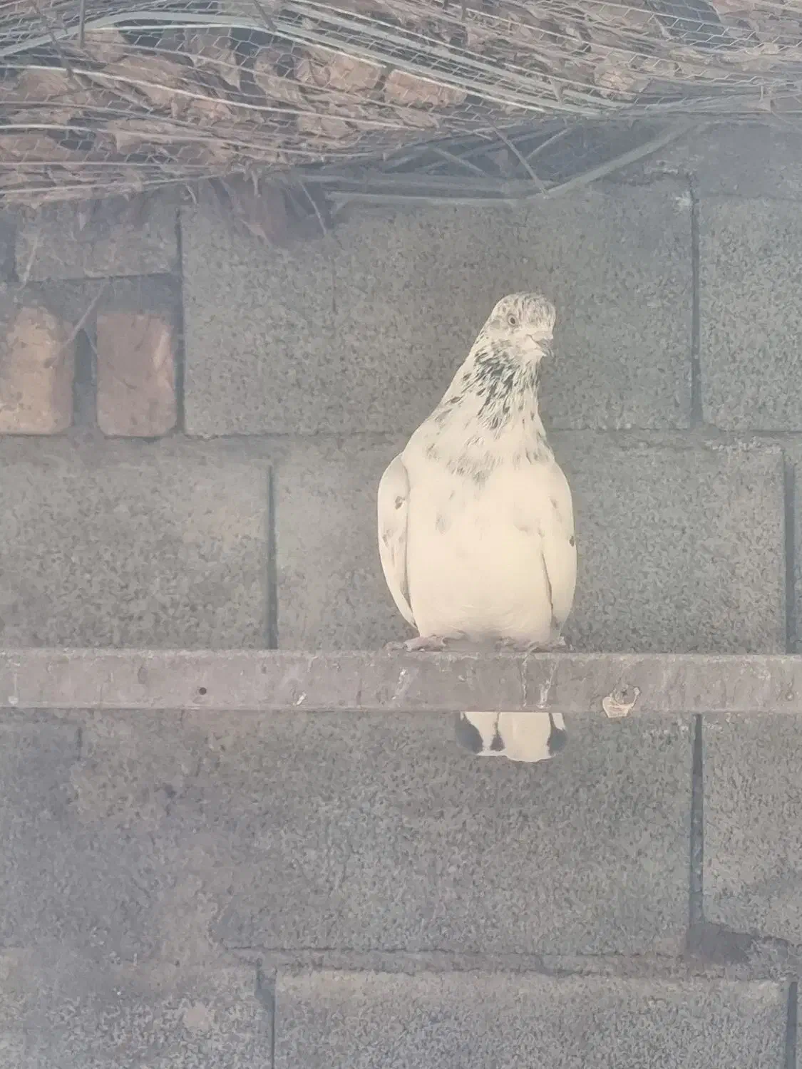 کبوتر پرشی|پرنده|طالقان, |دیوار