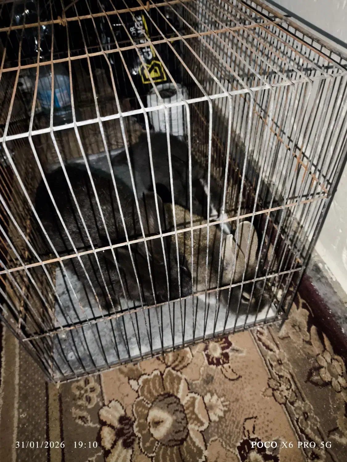 خرگوش|موش و خرگوش|بندرعباس, |دیوار