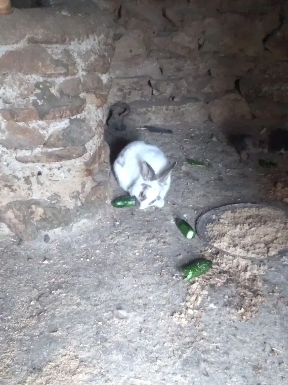 خرگوش نر|موش و خرگوش|بانه, |دیوار