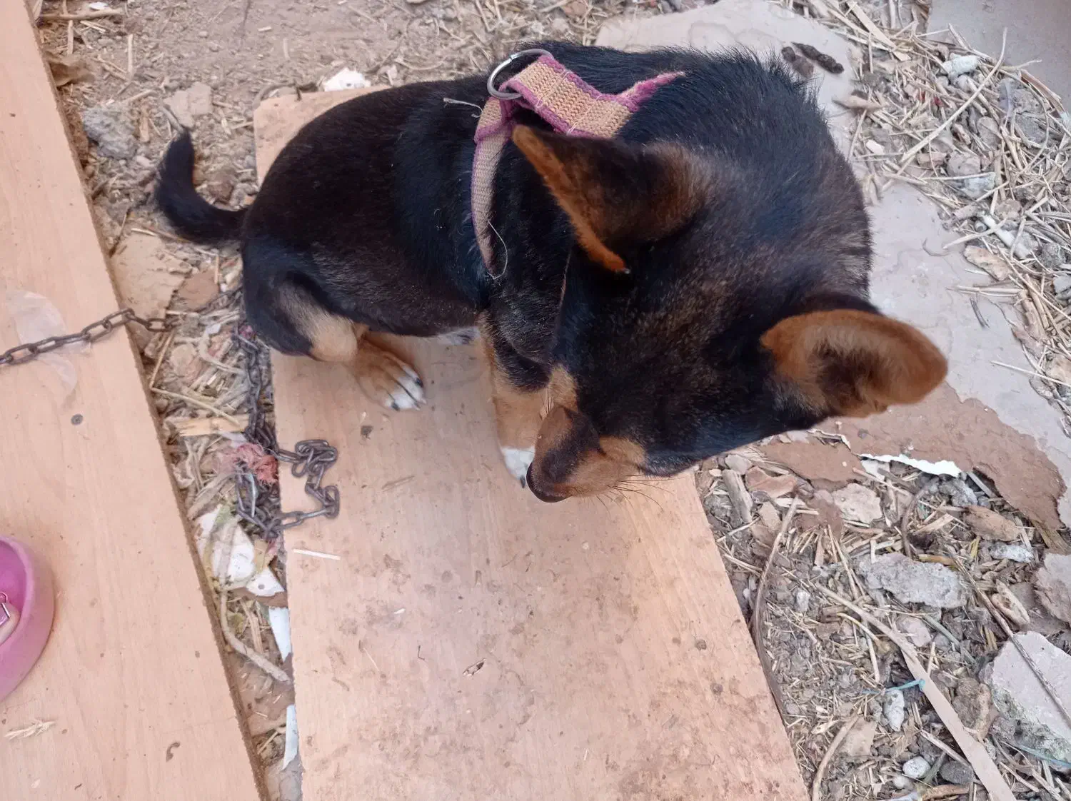 سگ پا کوتاه|سگ|سلطانیه, |دیوار