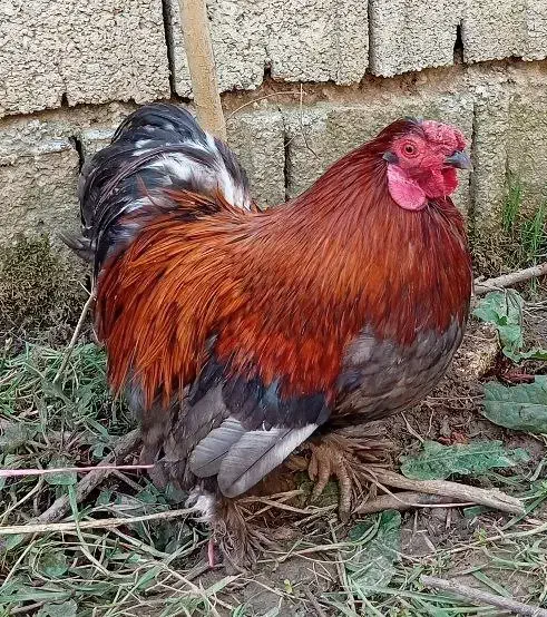 مرغ و خروس|حیوانات مزرعه|لاهیجان, آهندان|دیوار