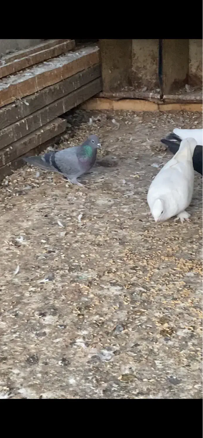 کبوتر|پرنده|بوشهر, |دیوار