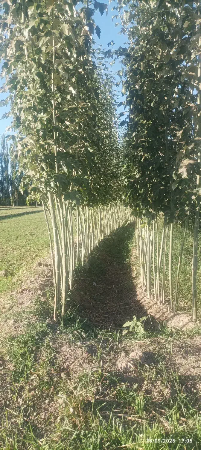 نهال صنوبر نیگرا ترکیه وانواع نهال مثمر و غیر مثمر|خدمات باغبانی و درختکاری|تایباد, |دیوار